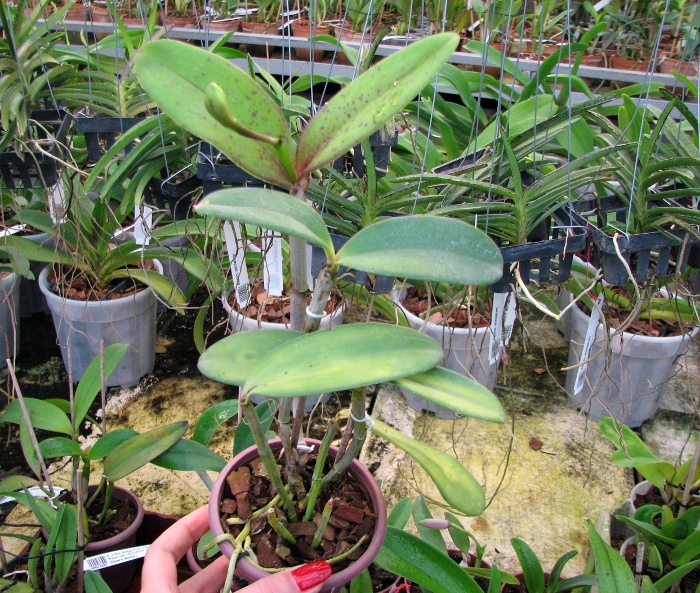 Laeliocattleya Fonte da Saudade.JPG