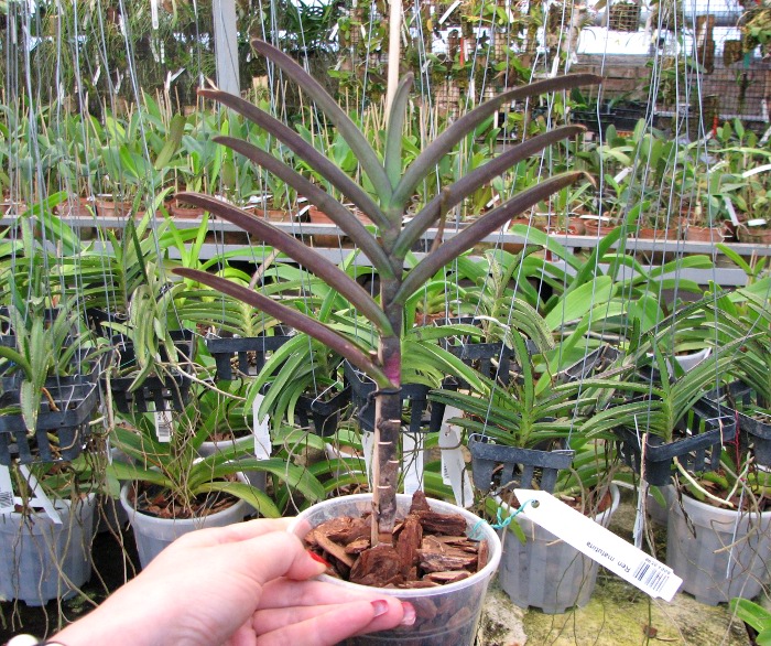 Renanthera matutina.JPG