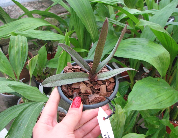 Doritis pulcherrima f. champorensis 'Pink'.JPG