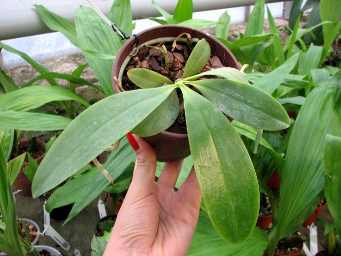 Phalaenopsis hieroglyphica.JPG
