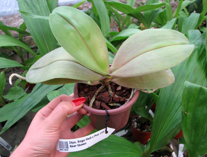 Doritaenopsis Sogo Meili x Phalaenopsis Ld's Bear Queen.JPG