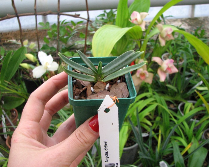 Angraecum didieri.JPG