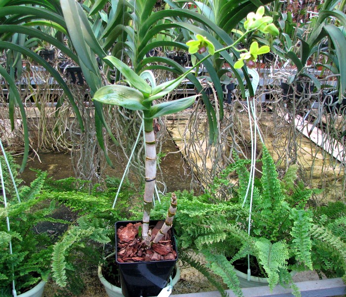 Dendrobium Burana Jade.JPG