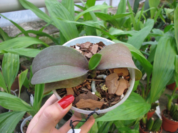 Phalaenopsis Green Pixie.JPG