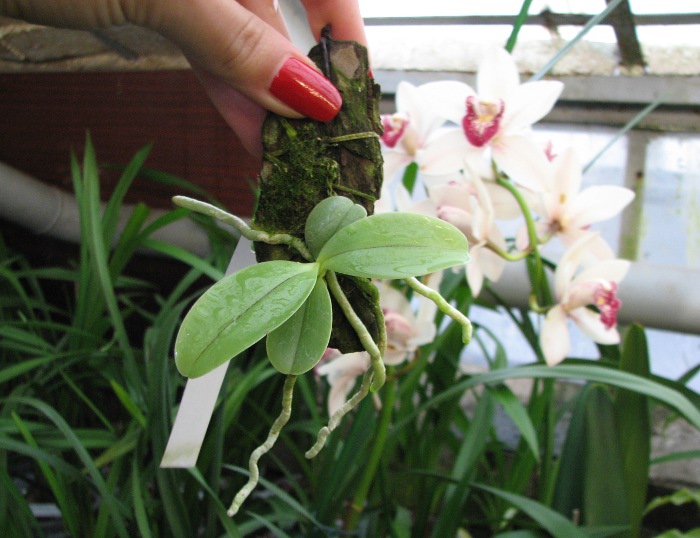 Phalaenopsis cornu cervi var. thalebanii.JPG