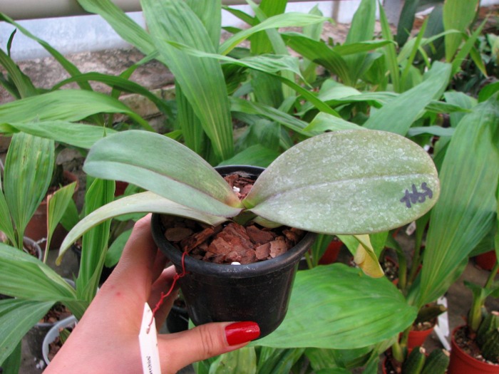 Phalaenopsis Sogo Cock 'ORCHIS'.JPG