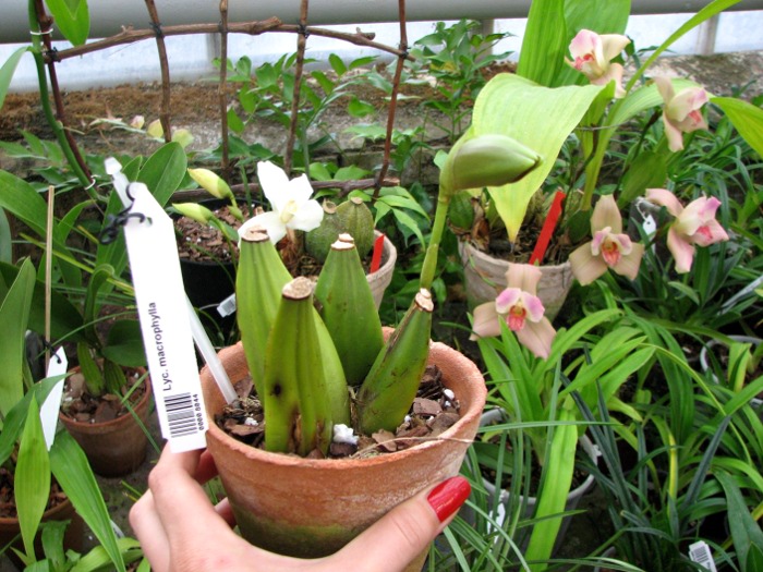 Lycaste macrophylla.JPG