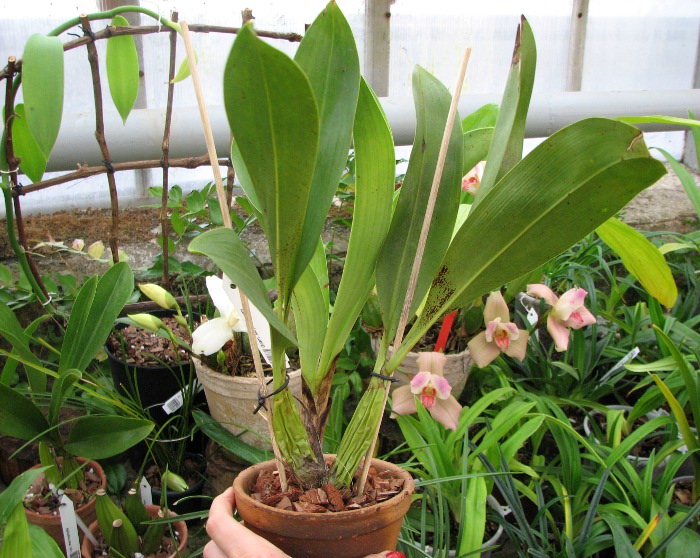 Grammatophyllum stapeliiflorum.JPG