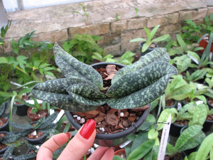 Paphiopedilum Ho Chi Minh (delenatii x vietnamense).JPG