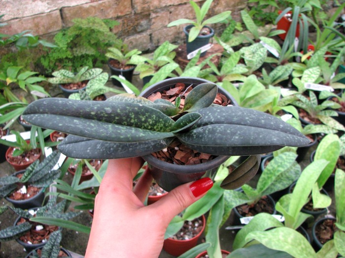 Paphiopedilum Magic Lantern (micranthum x delenatii).JPG