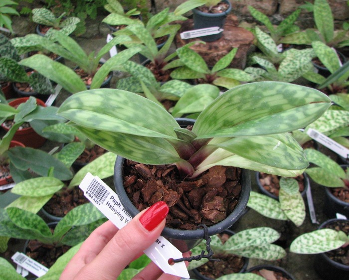 Paphiopedilum Hsinying Macasar x Hsinying Web.JPG