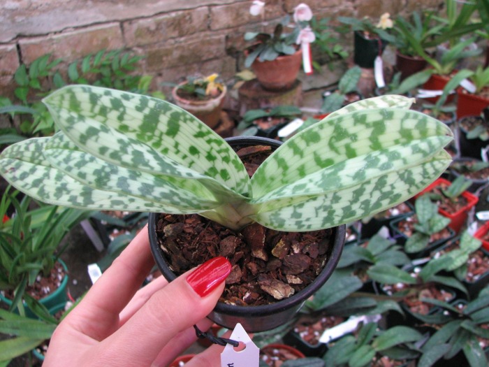 Paphiopedilum curtisii x Shin-Yi Heart.JPG
