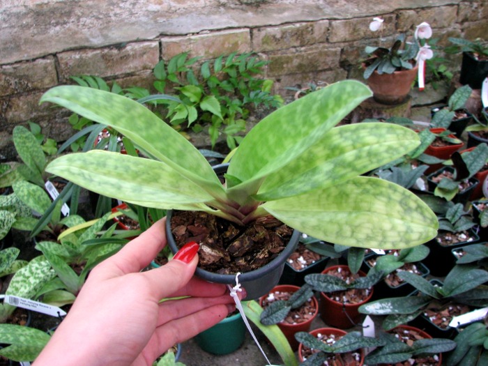 Paphiopedilum Hsinying Web x mastersianum.JPG