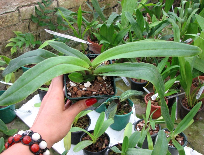 Paphiopedilum spicerianum.JPG