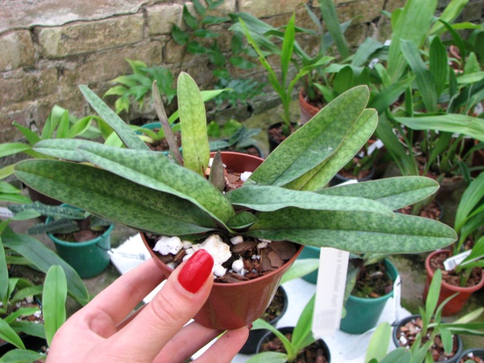 Paphiopedilum bellatulum x spicerianum.JPG