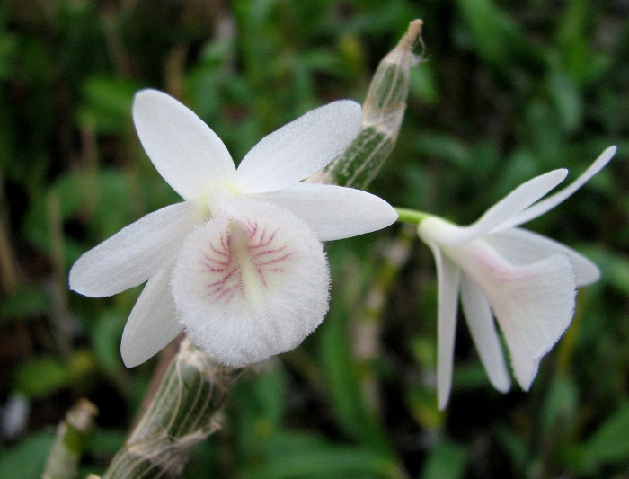 Dendrobium cretaceum.JPG