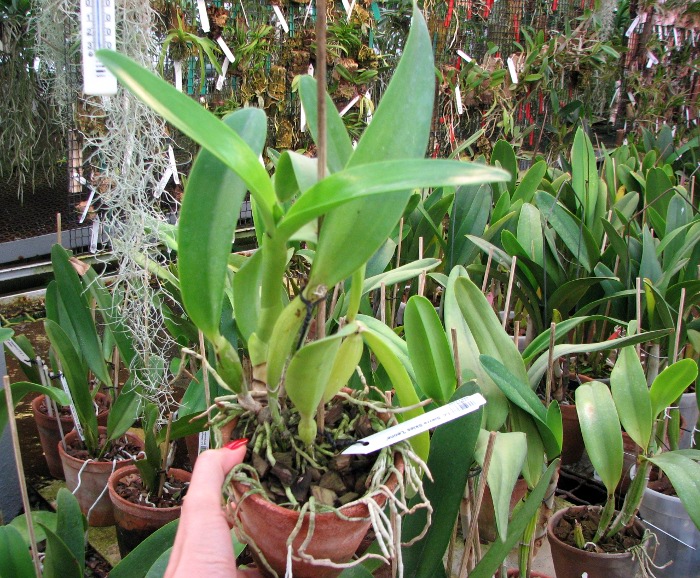 Laeliocattleya Sierra Skies 'Leone'.JPG