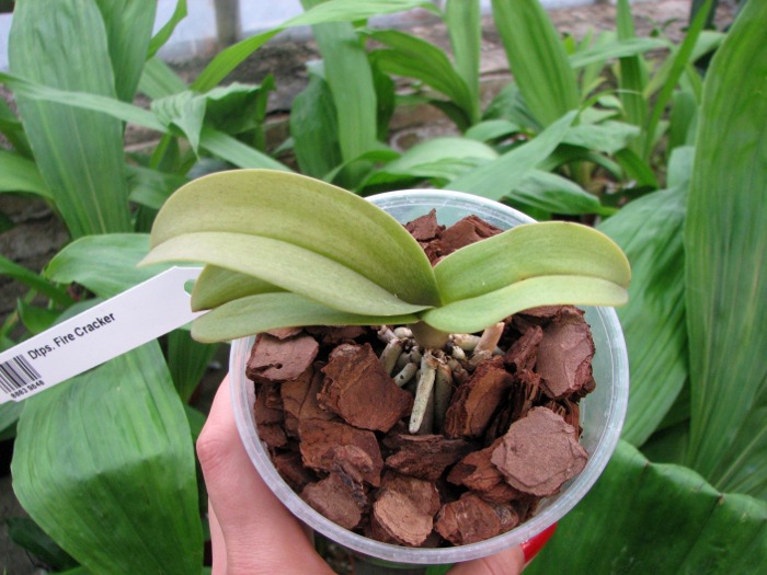 Doritaenopsis Fire Cracker.JPG