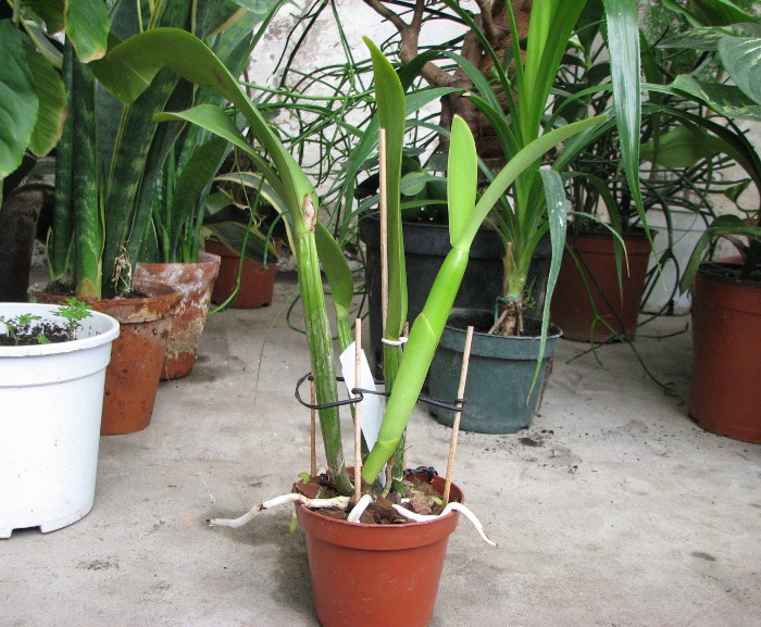 Brassocattleya Chief Pink 'Diana'.JPG