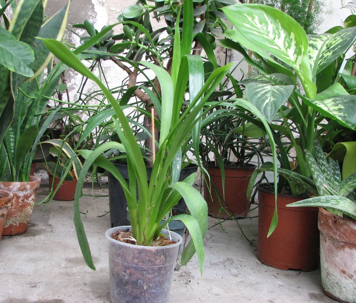 Beallara Patricia McCully 'Pacific Matriarch'.JPG