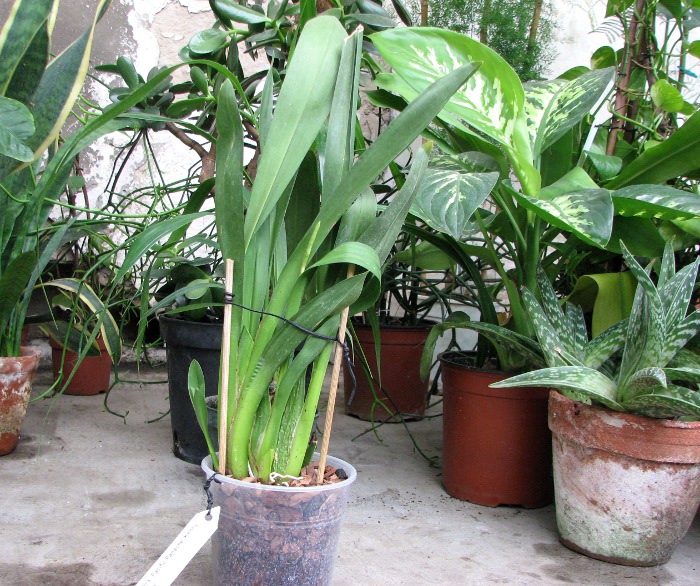 Wilsonara Pacific Panache 'Kenny Boy'.JPG