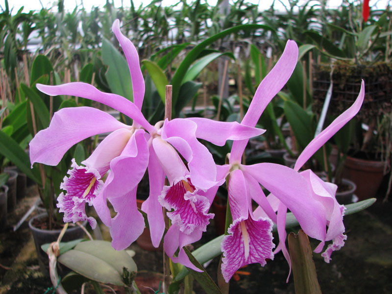 Cattleya maxima.jpg