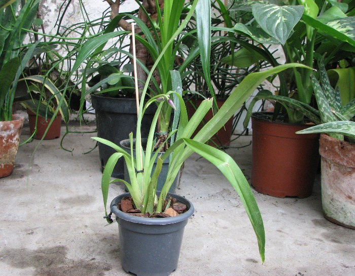 Vuylstekeara Michelle Rehfield 'Pacific Blue Skies'.JPG