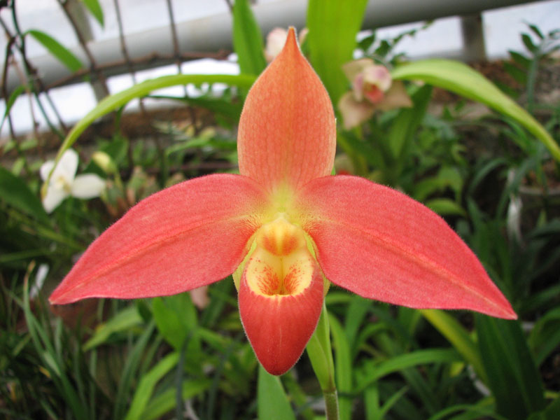 Phragmipedium Inca Fire (Andean Fire X besseae).jpg