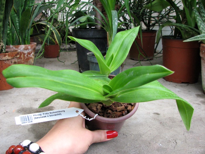 Phragmipedium Fritz Schomburg (besseae x kovachii).JPG