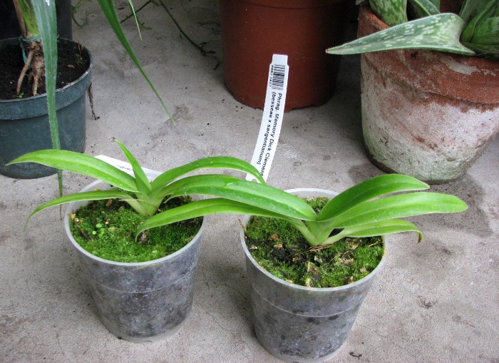 Phragmipedium Memory Dick Clements (besseae x sargentianum).JPG