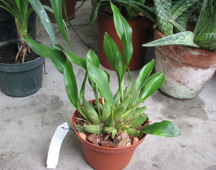 Dendrochilum cobbianum.JPG