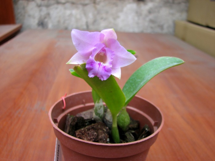 Laelia alaori x praestans.JPG