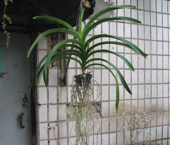 Vanda Lumpini Red x Vanda Dr. Anek.JPG