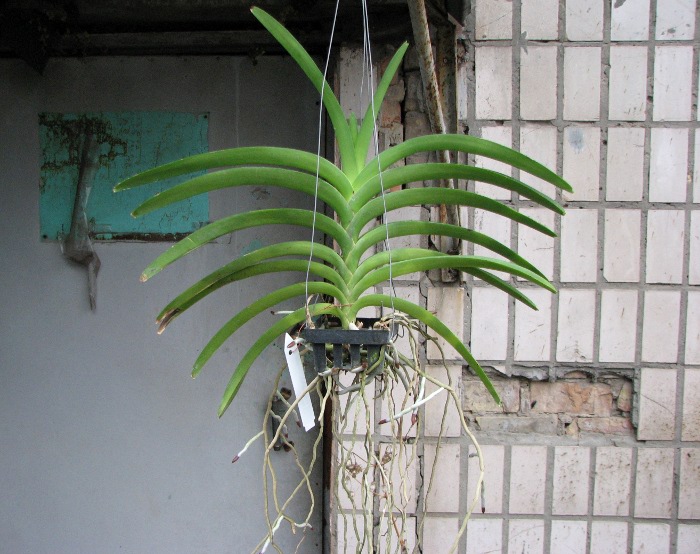 Vanda Kultana Ruby x Vanda Mimi Palmer.JPG