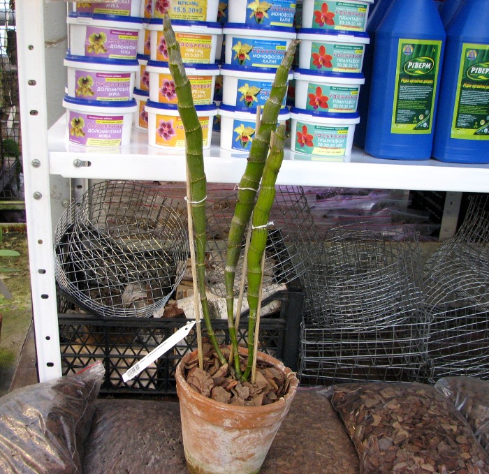 Dendrobium heterocarpum.JPG
