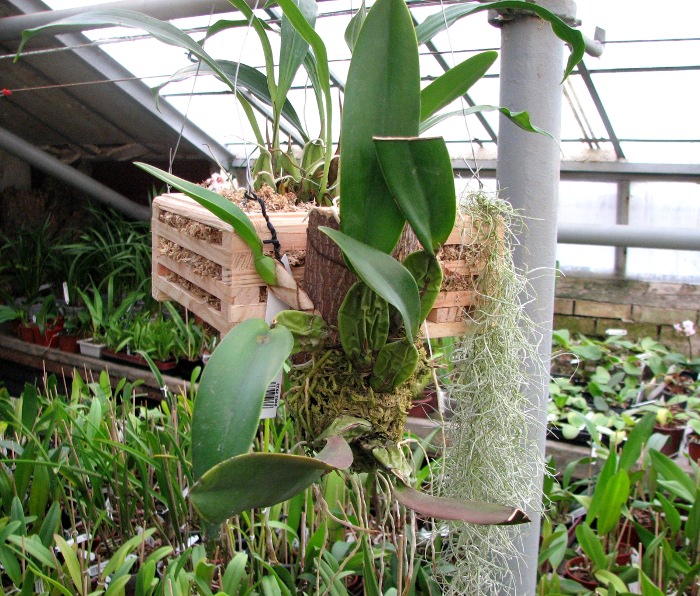 Laelia rubescens.JPG