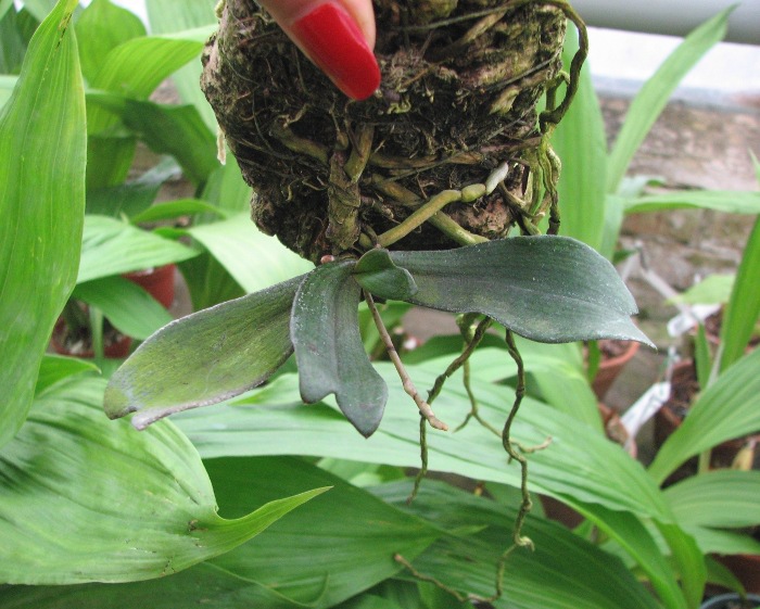 Aerangis biloba.JPG