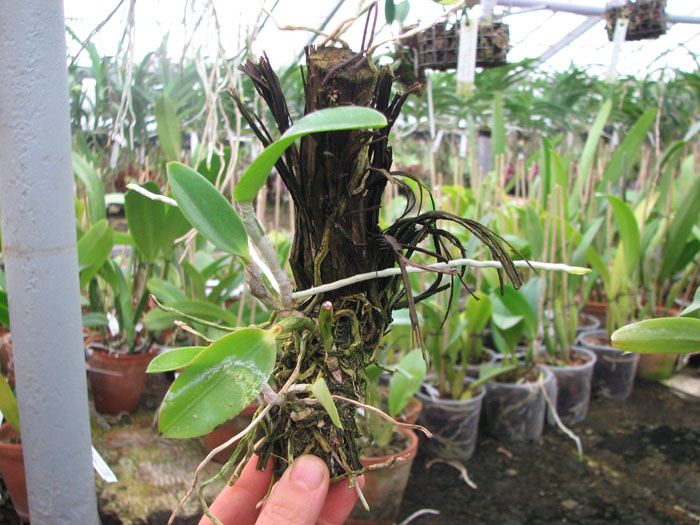 Laelia pumila 'Ruby' (Z-71) x Laelia pumila 'Black Diamond'.jpg