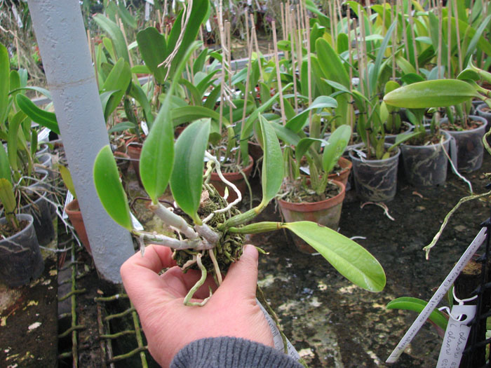 Laelia pumila tipo 'Ruby Queen' x Laelia pumila tipo 'Madrugada' (Z-15).jpg
