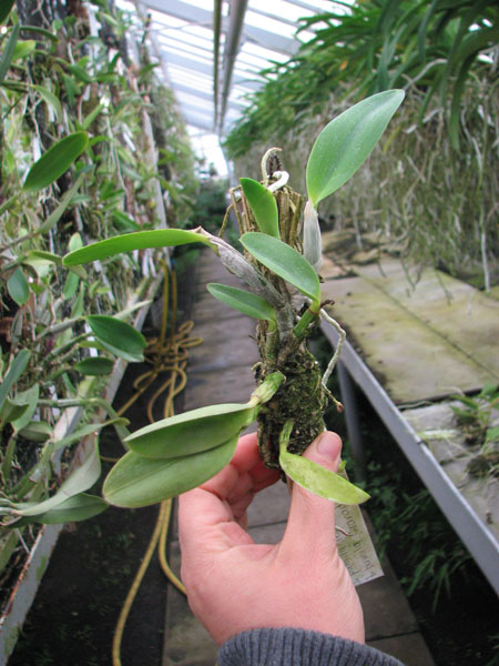 Laelia pumila 'Topázio Vermelho' (Z-71) x Laelia pumila 'Granada'.jpg