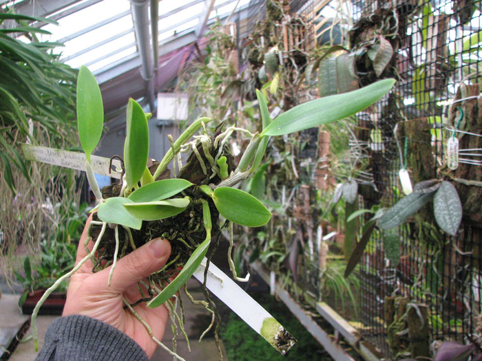 Laelia pumila 'Black Diamond x 'Kam' x Laelia pumila 'Gerson'.jpg