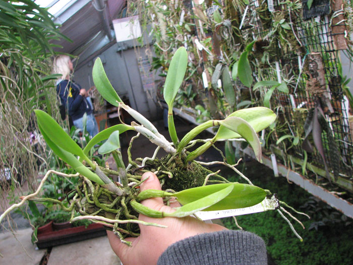 Laelia pumila amoena 'AWZ' х Laelia pumila alba 'HI'.jpg