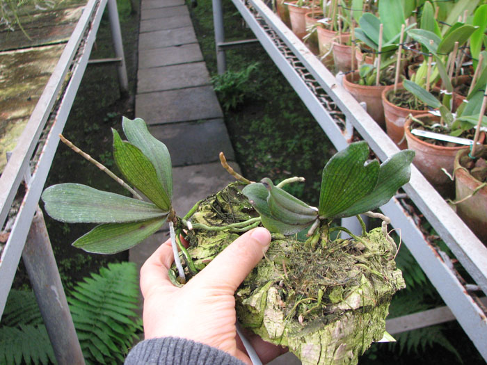 Aerangis biloba.jpg