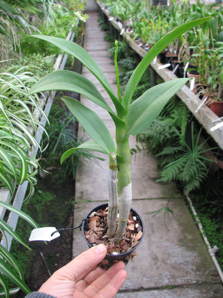 Dendrobium Chao Praya Gem.jpg