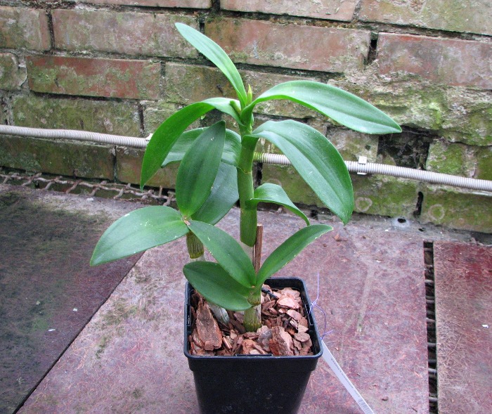 Dendrobium Rainbow Fantasy.JPG