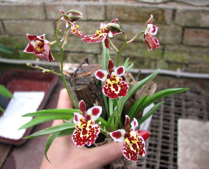 Oncidium (Tolumnia) hybrids.JPG