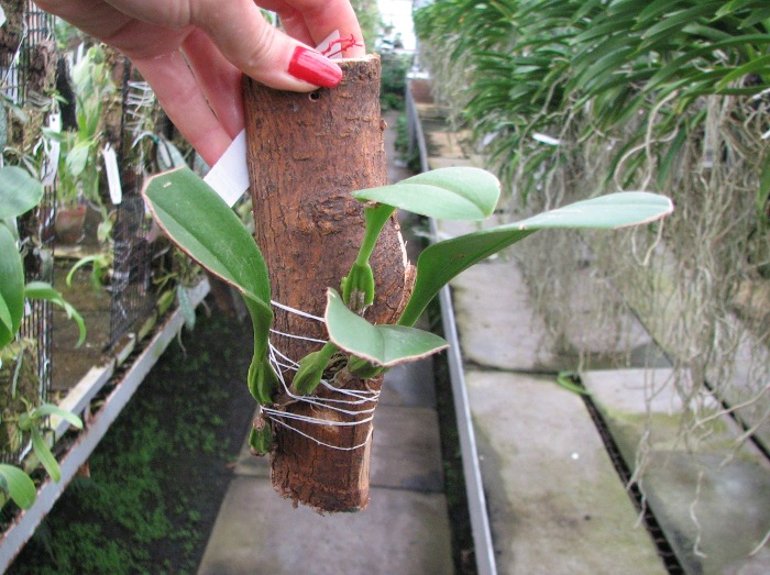 Bulbophyllum antenniferum.JPG
