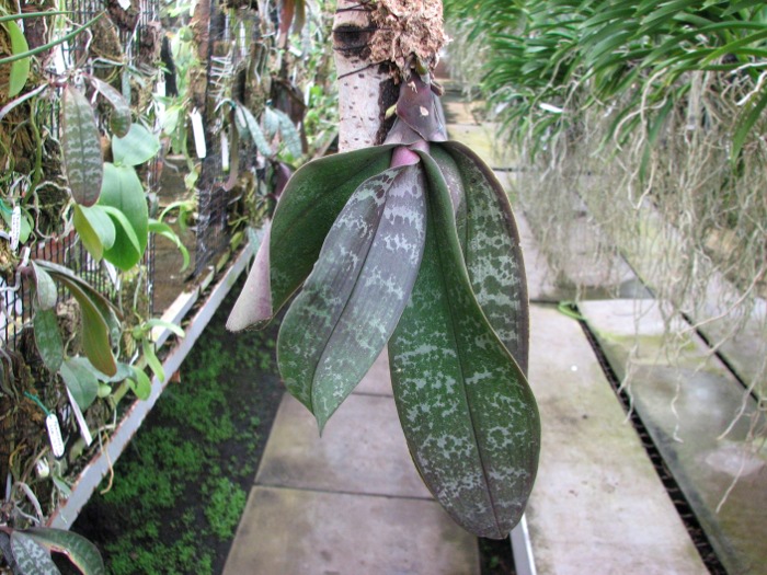 Phalaenopsis schilleriana.JPG