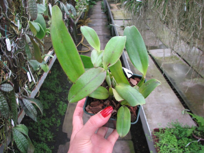 Laeliocattleya Imperial Charm 'Sato' (Pri Pri x Imperial Wings).JPG