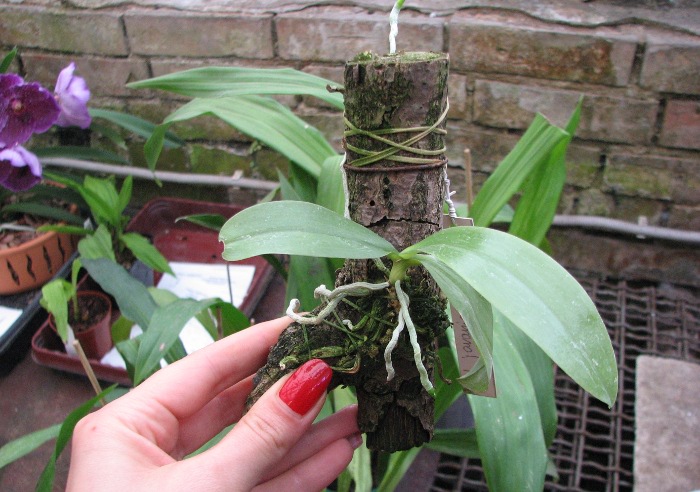 Phalaenopsis javanica.JPG